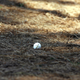 Illustration for article titled Golf Pro Shoots 17 On Par 4, Gets Owned By His Dad